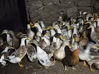 Ducks — Foto 3