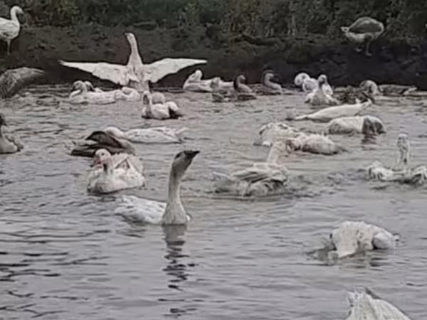 Geese — Azərbaycan