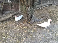 Geese — Foto 3