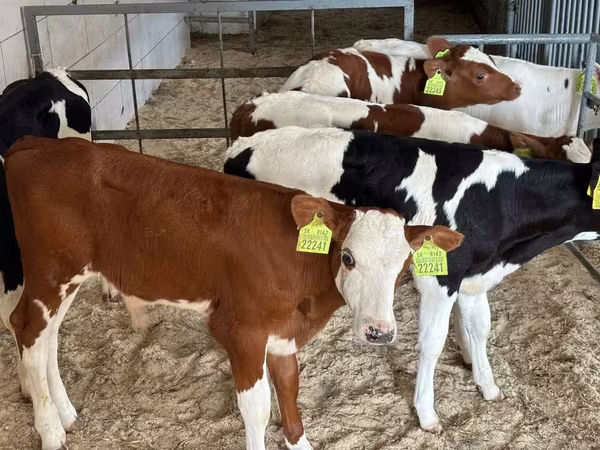 أبقار (دفعة، الجنس غير محدد), Simmental cattle