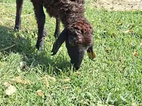 Sheep, Sheep — photo 1