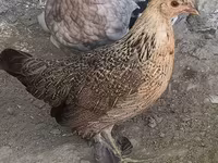 Japanese Bantam — photo 2
