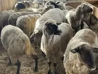 Carnero, White Suffolk sheep — foto 1