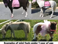 Horse (M), Miniature horse — photo 1