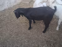 Goat, Goats — photo 4