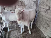 تيس, الماعز — الصورة 3