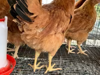 Chickens — Foto 5