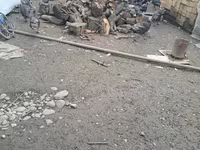 Turkeys — photo 2