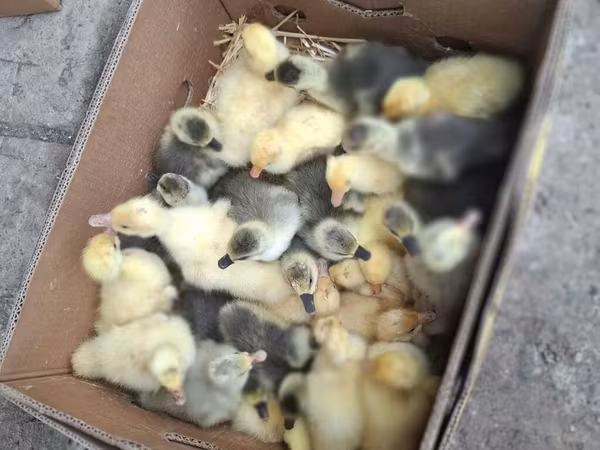 Geese — Azerbaijan