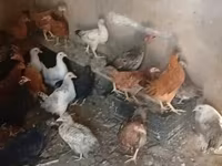 Chickens — foto 2