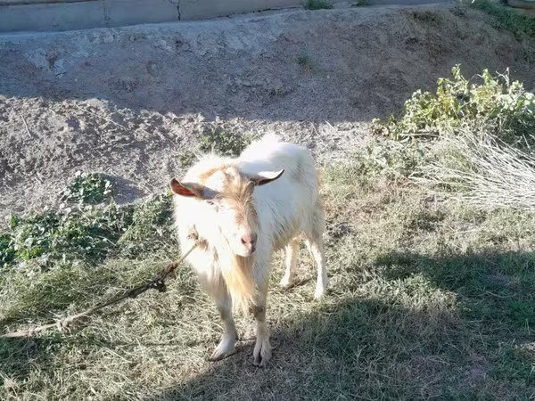 Keçi, Saanen goat