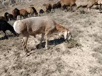 Ovelha, Arashan sheep — foto 1