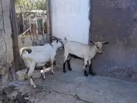 Keçi, Saanen goat — foto 1