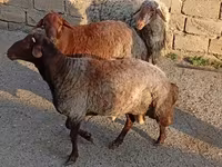 Sheep (batch, sex not specified), Sheep — photo 1