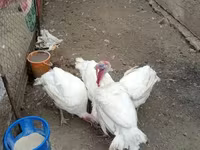 Turkeys — Foto 1