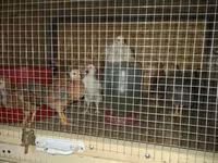 Chickens — foto 3