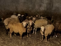Sheep (batch, sex not specified), Sheep — photo 1