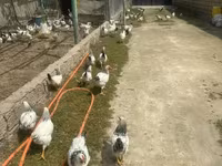Chickens — foto 3