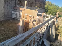 Qoyunlar (partiya, cinsi göstərilməyib), Arashan sheep — foto 3