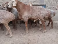 Qoç, Edilbay sheep — foto 3