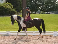 Hengst, Friesian — Foto 3