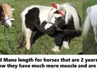 Horse (M), Miniature horse — photo 5