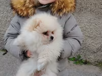 Pomeranian (Spitz) balası – krem/ağ rəngli, tükləri çox sıx və yumşaq — foto 4