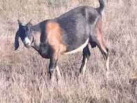 Keçi, Nubian Goat — foto 3