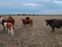 İnək, Ukrainian grey cattle — foto 2