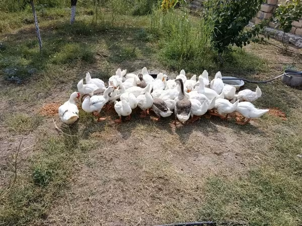Geese — Azerbaijan