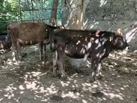 Buğa, Mal-qara — foto 5