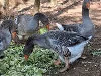 Geese — zdjęcie 8