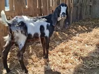 Ziegenbock, Kamori goats — Foto 3