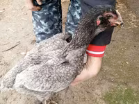 Derbişir Qırmızı Toppalı — foto 4