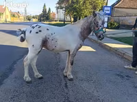 Cavalo, Cavalos — foto 3