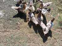 Ducks — photo 4
