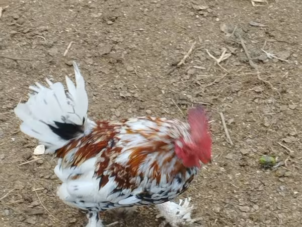 Chickens