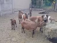 Baran, Cameroon sheep — zdjęcie 7