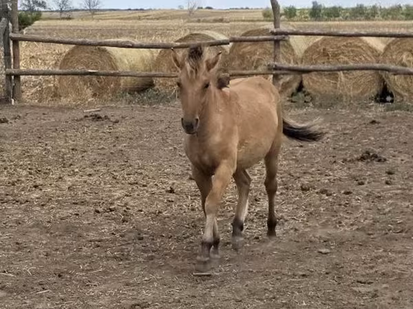 Кобила, Fjогd