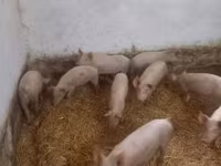 Świnie (partia, płeć nieokreślona), Крупная белая — zdjęcie 3