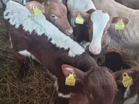 Bulle, Simmental cattle — Foto 1