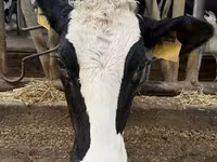 Cow, Holstein breed — photo 6