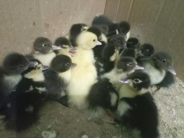 Domestic Muscovy — Azerbaijan