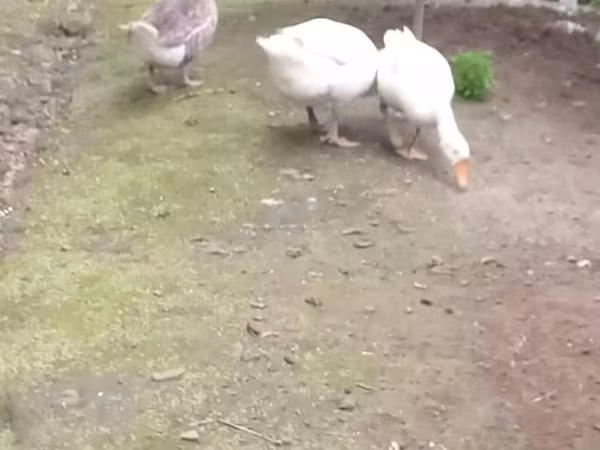 Geese