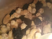 Chickens — Foto 5