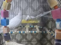 Məhsul: Nimfa (Cockatiel) cütü və aksesuarlarla geniş qəfəs dəsti — фото 5