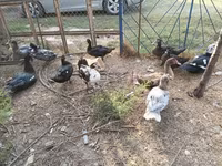 Ducks — 照片 4