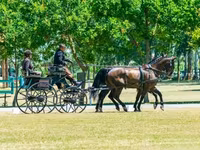 घोड़ा, Hungarian horse breed — फ़ोटो 7