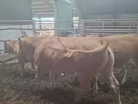 İnək, Blonde d’Aquitane cattle — foto 3