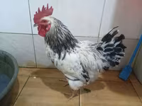 Chickens — foto 2